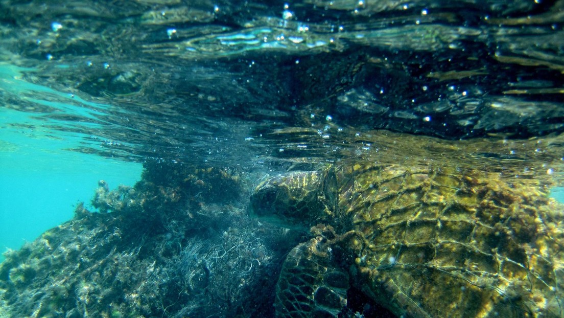 ¿Misterio resuelto?: Profesor de EE.UU. sugiere que el monstruo del lago Ness puede ser una antigua tortuga marina