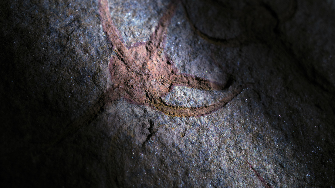 Descubren en Marruecos una estrella de mar fosilizada de hace 480 millones de años