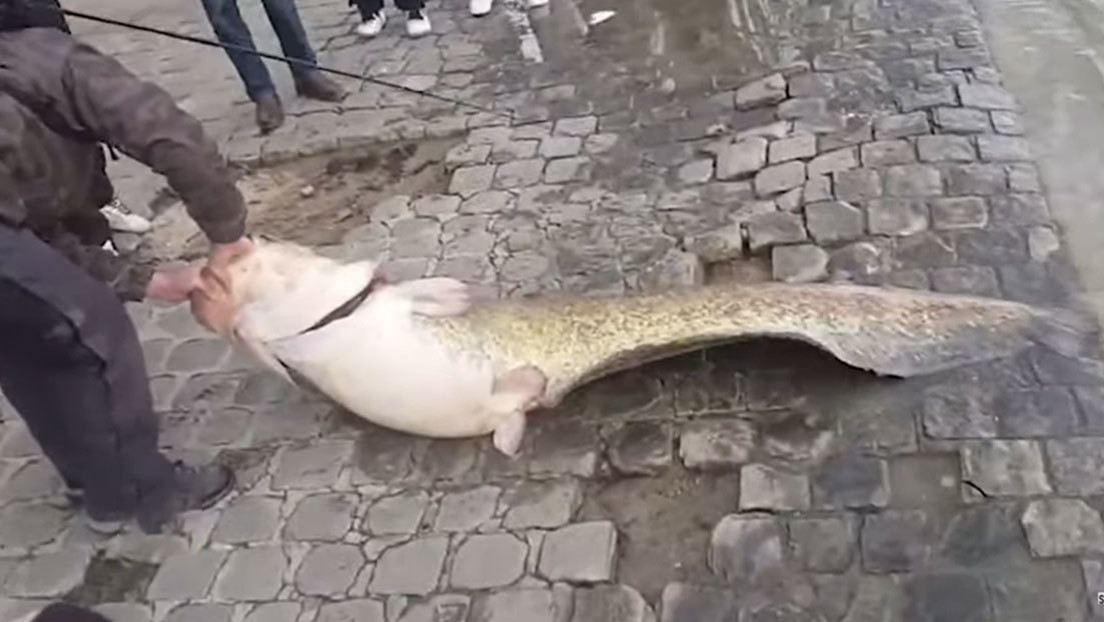VIDEO: Pescan un bagre de 'monstruoso' tamaño en pleno centro de París