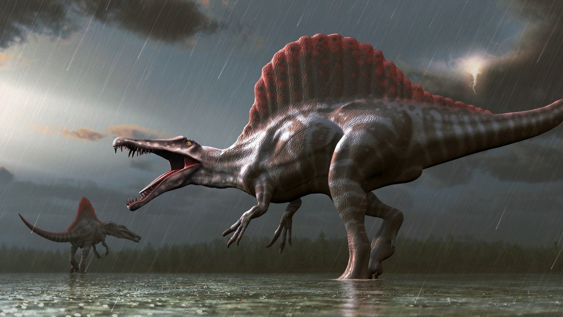 Spinosaurus. Imagen ilustrativa