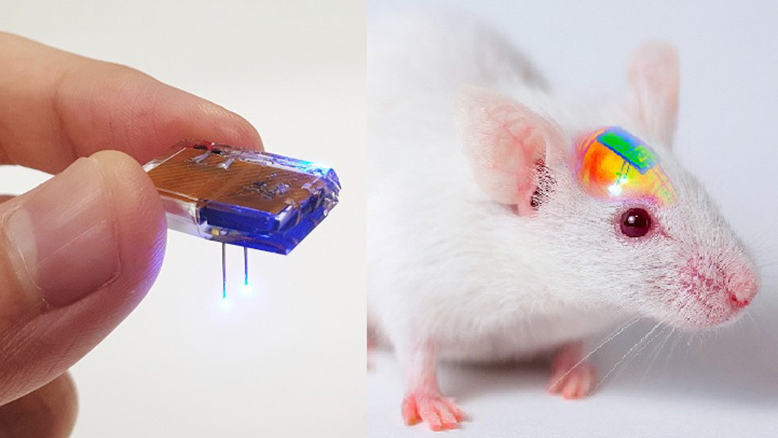 Ponen un implante controlado por un 'smartphone' en el cerebro de ratones, les inyectan cocaína y logran suprimir la influencia de la droga