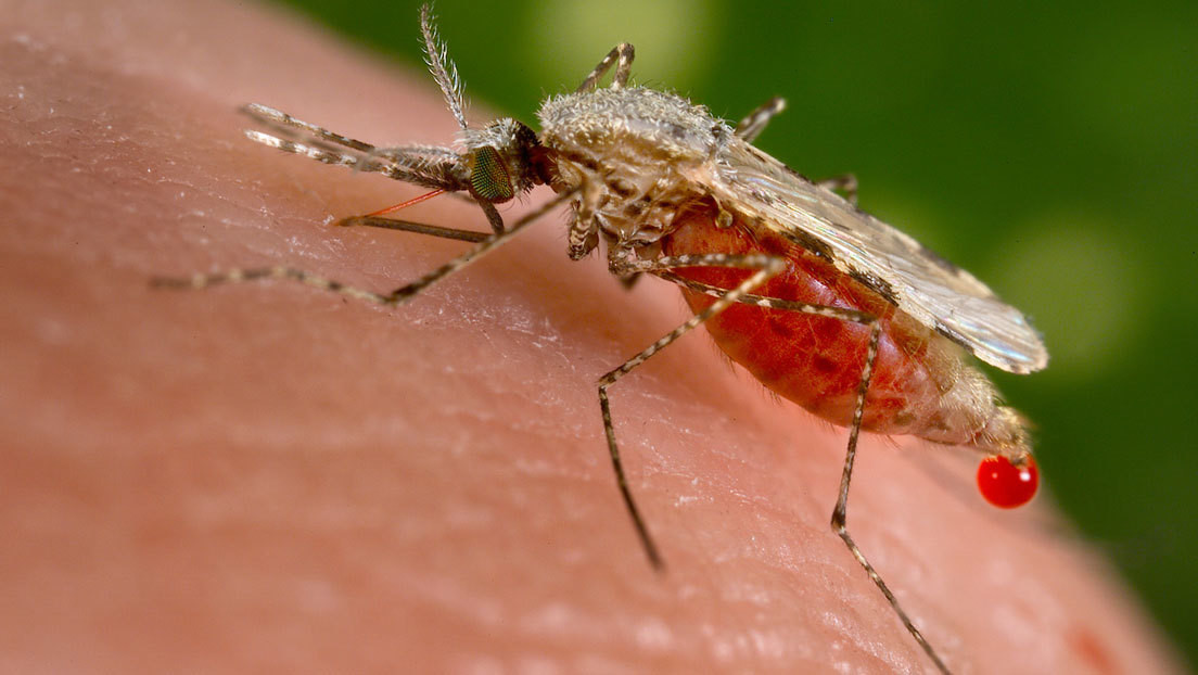 Un nuevo tipo de mosquito que esparce la malaria de manera "extremadamente eficaz" se propaga por África
