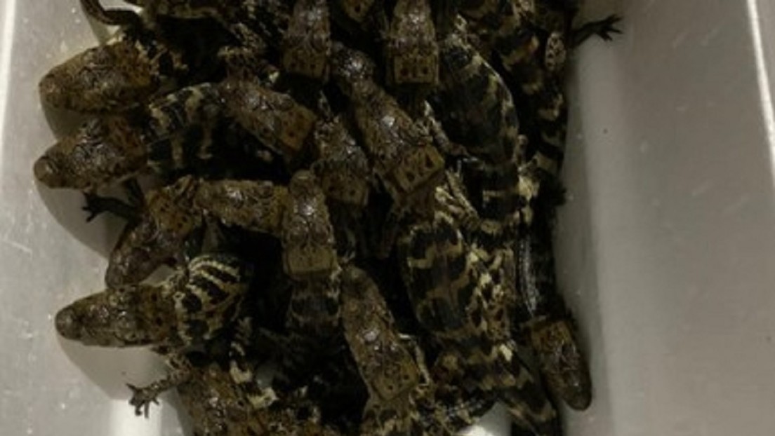 La Policía mexicana rescata a 39 cocodrilos que eran transportados ilegalmente en una hielera