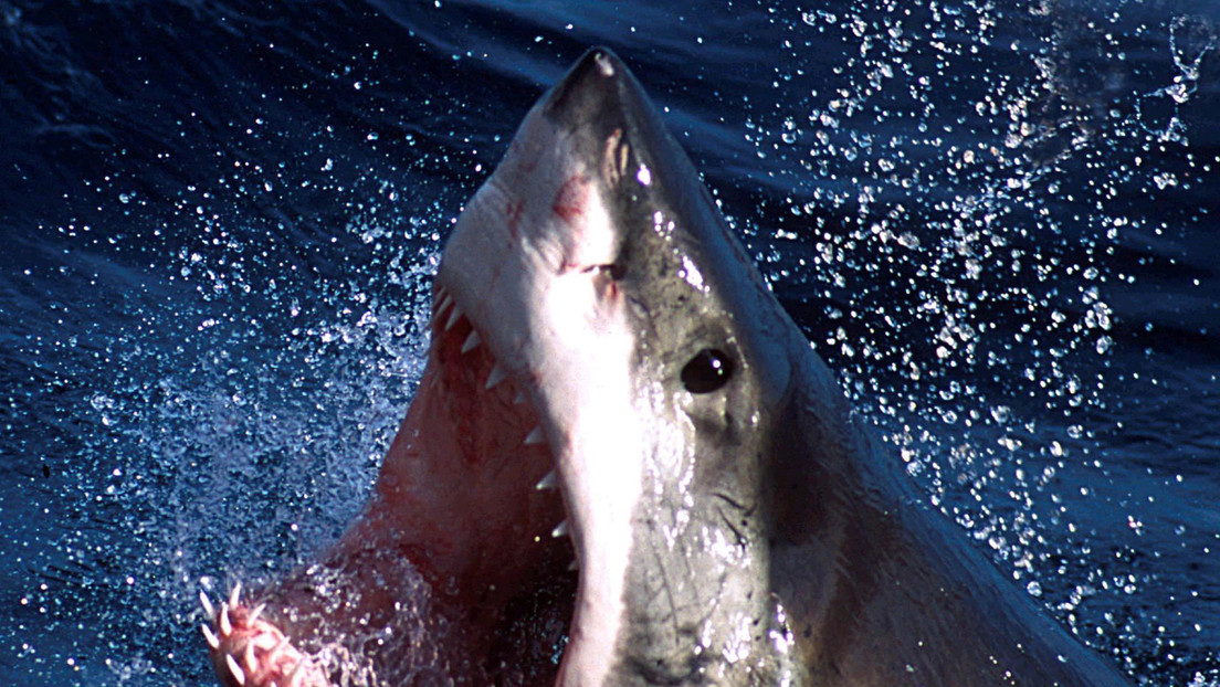 Un hombre muere tras sufrir un "episodio médico" mientras buceaba y posteriormente es atacado por un tiburón blanco