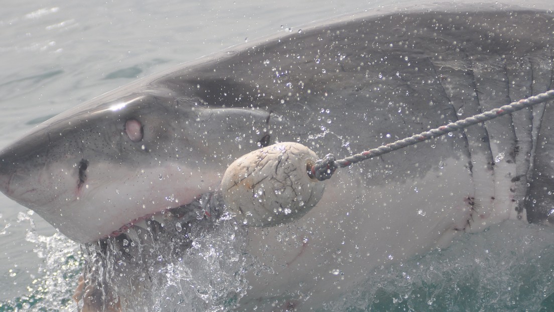 VIDEO: Un tiburón casi le arranca la mano a un joven mientras pescaba y lo arrastra 20 metros por el agua