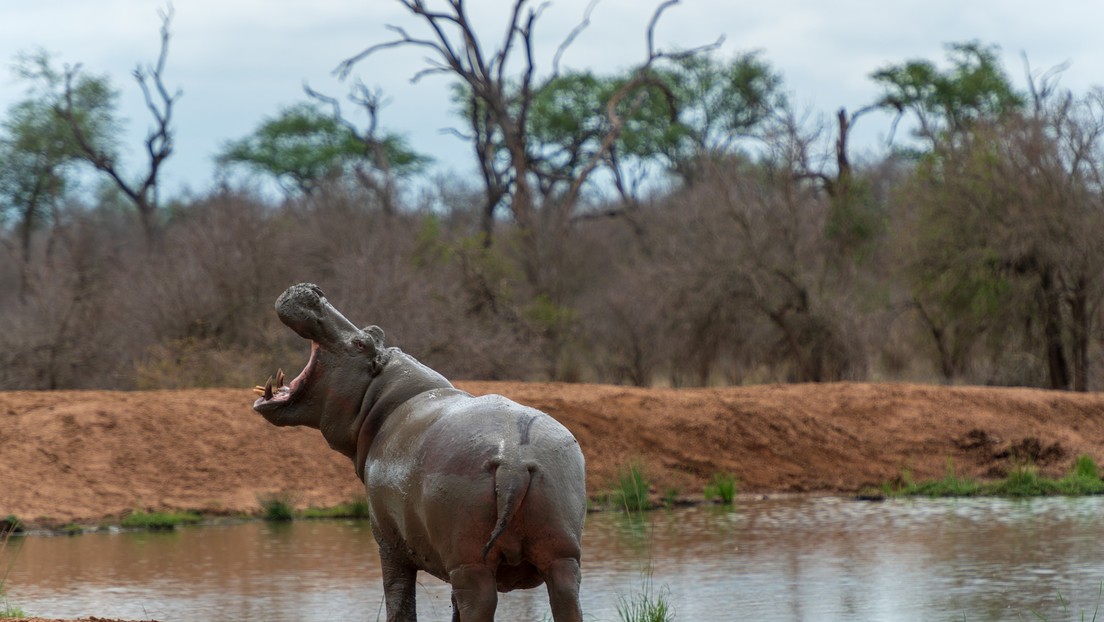 Un hipopótamo muerde y pisotea mortalmente a un anciano que pastoreaba el ganado en Zimbabue