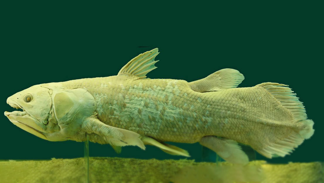 Descubren 62 nuevos genes en un pez considerado como 'fósil viviente' por sus más de 400 millones de años de antigüedad