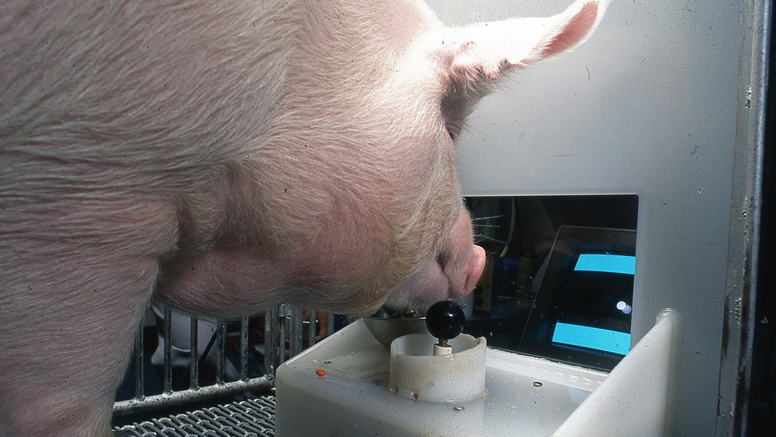 Cuatro cerdos aprendieron a mover un cursor mediante un 'joystick' para cumplir una tarea durante un experimento