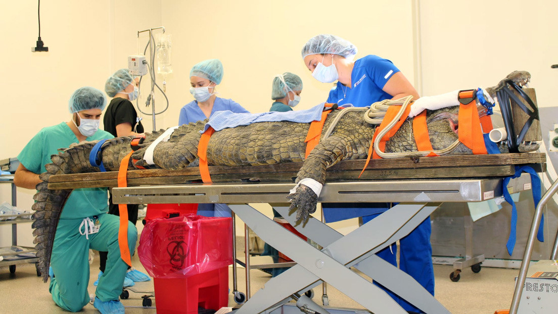 FOTO: Someten a un cocodrilo a una cirugía para quitarle un zapato del estómago
