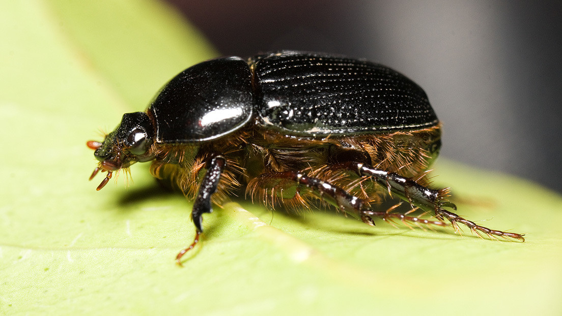VIDEO: Millones de escarabajos siembran el terror en un hogar de Australia