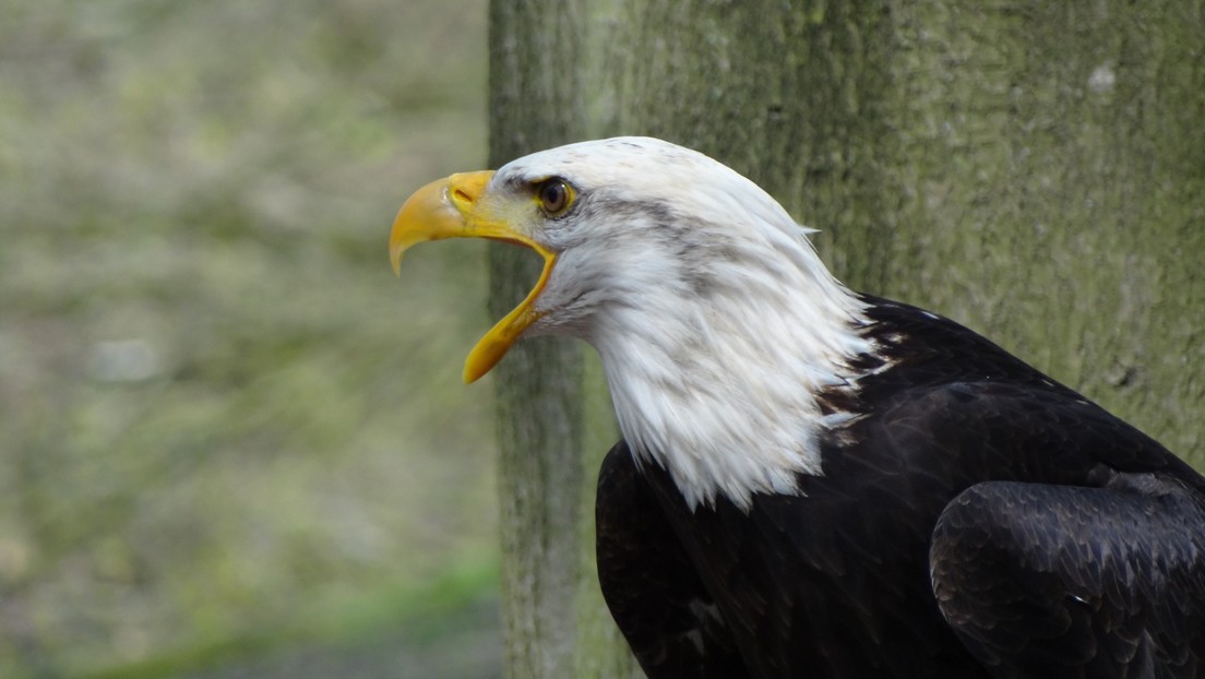Una pareja de águilas calvas defiende sus huevos de un mapache intruso (VIDEO)