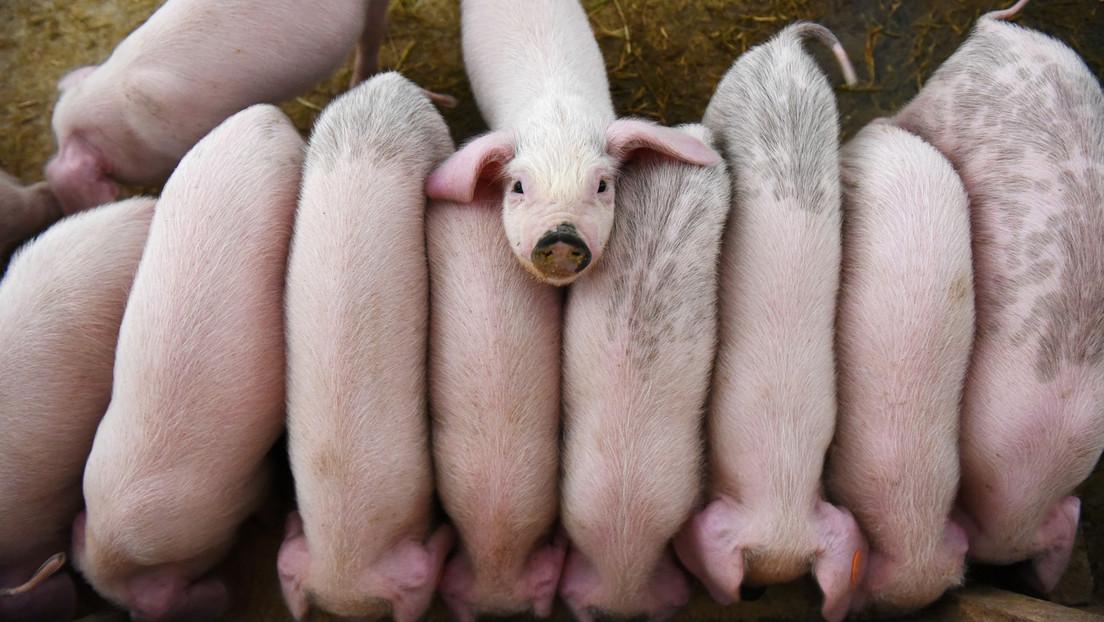 Huawei aplica inteligencia artificial a la cría de cerdos a medida que caen sus ventas de teléfonos inteligentes