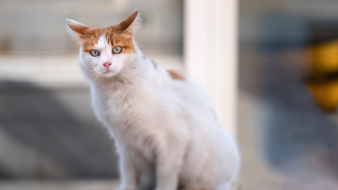 VIDEO: Un gato se vale de tecnología 'táctil' para decirle a su dueña "te quiero, mamá" o "se acabó la comida"