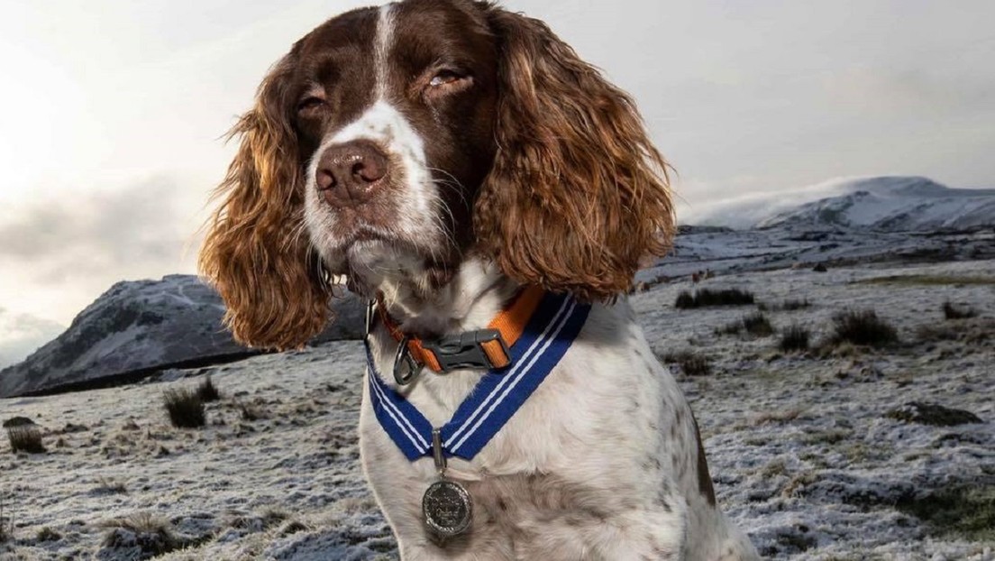 Max, la primera mascota en recibir la Orden al Mérito animal británico por su contribución a la salud mental de miles de personas