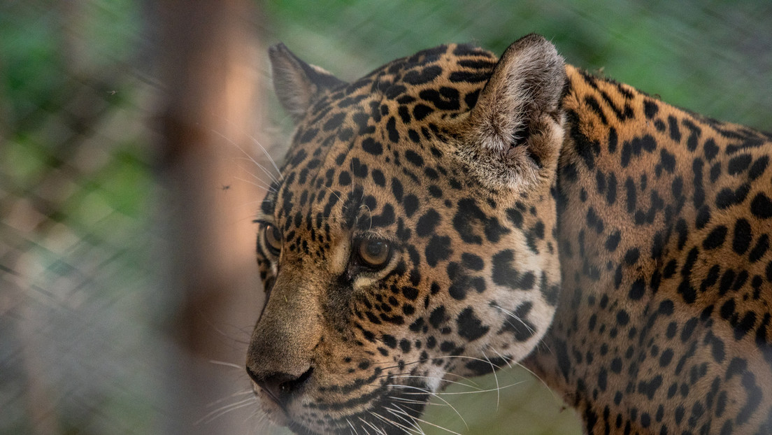 Una jaguar hembra muere a manos de un macho por "un terrible error" en un zoo de EE.UU.