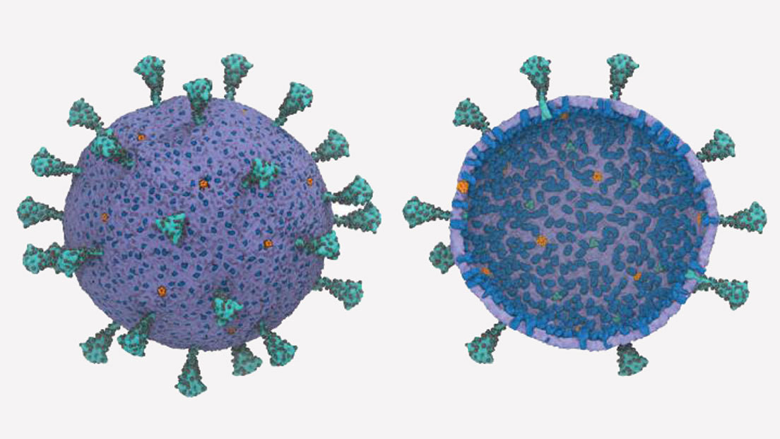 Un modelado por supercomputadora descubre en el coronavirus un comportamiento cooperativo