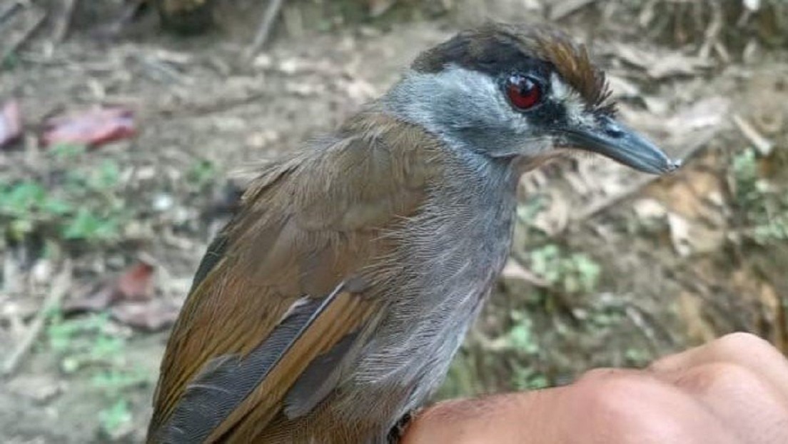 Redescubren en los bosques tropicales de Indonesia un ave que se creyó extinta por más de 170 años