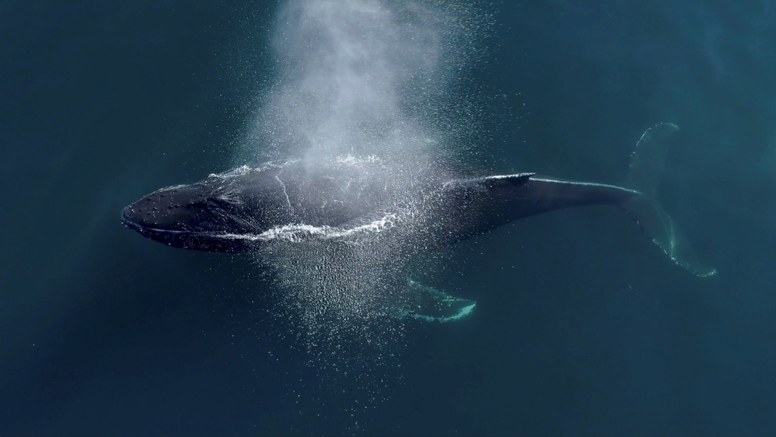 VIDEO: Una ballena jorobada lucha durante cuatro horas para sobrevivir a un ataque de orcas