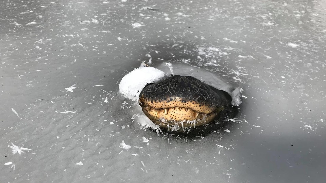 Así sobreviven los caimanes atrapados en los pantanos congelados de EE.UU.
