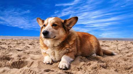 Muere Gen, el perro corgi que se hizo viral por sus divertidas muecas (FOTOS)