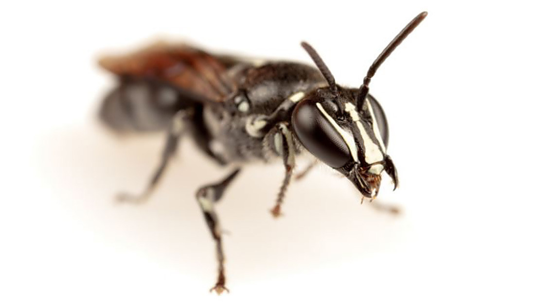 Descubren en Australia una abeja que se creía extinta desde hace casi un siglo