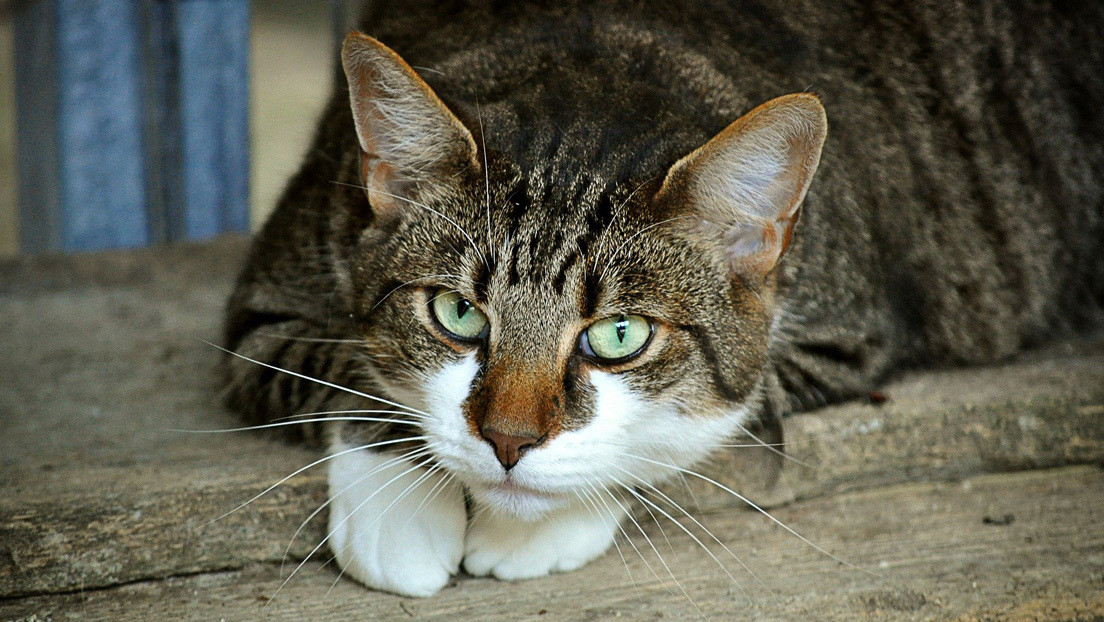¿El gato de Schrödinger?: Una ilusión óptica con un felino 'de cabeza flotante' desconcierta a los internautas (FOTO)