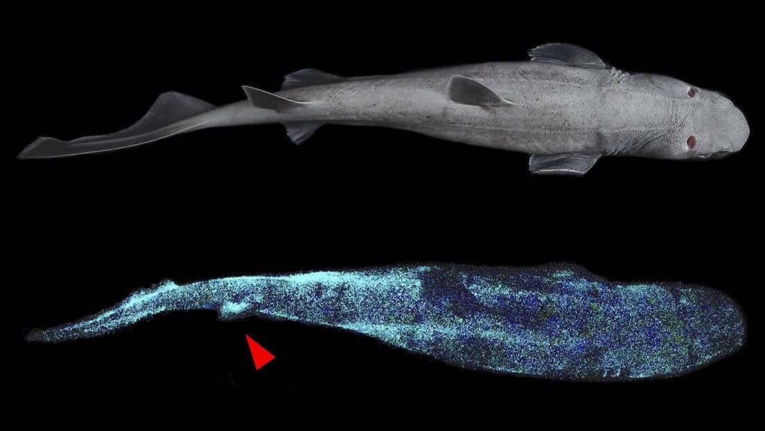 "Tiburón gigante luminoso": hallan tres tiburones de aguas profundas que brillan en la oscuridad (FOTOS)