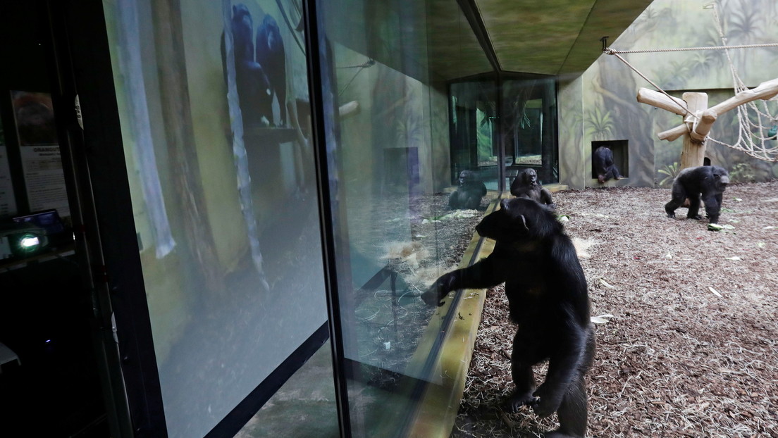 Chimpancés de dos zoológicos 'se acompañan' a través de videollamadas para vencer el aburrimiento  (FOTOS)