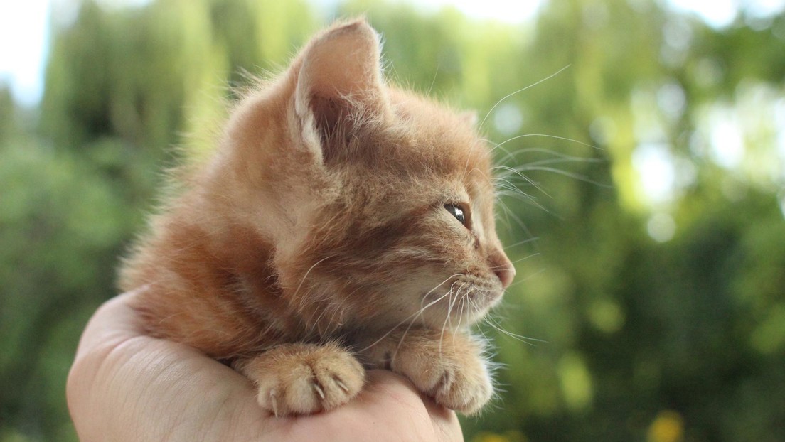 VIDEO: Una gata lleva a sus crías que no pueden abrir los ojos a una clínica, ¡y les ayudan!