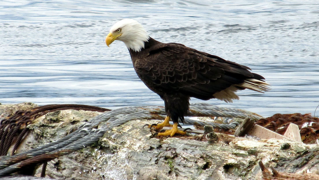 Identifican al misterioso 'asesino' de las águilas calvas, símbolo de EE.UU.