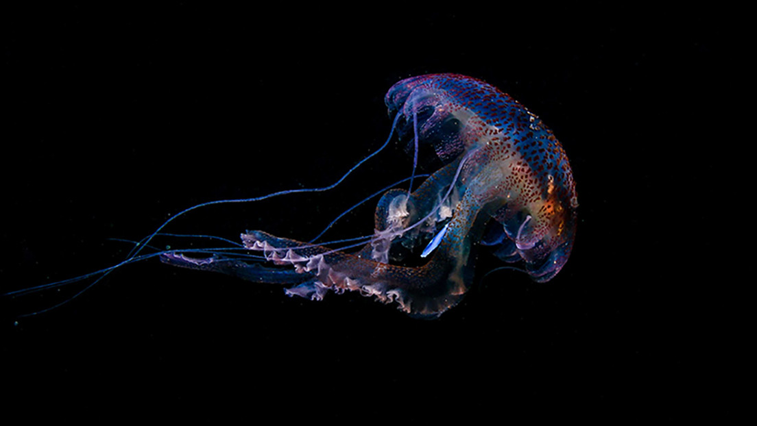 Fotografían por primera vez una medusa con plástico en el estómago, evidenciando la gravedad de la contaminación marina