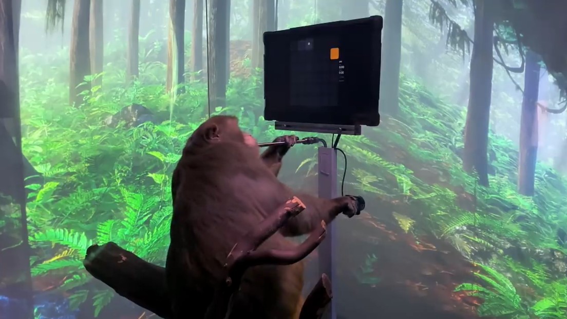 VIDEO: Una empresa de Elon Musk muestra a un mono jugando a un videojuego con la mente mediante un chip cerebral