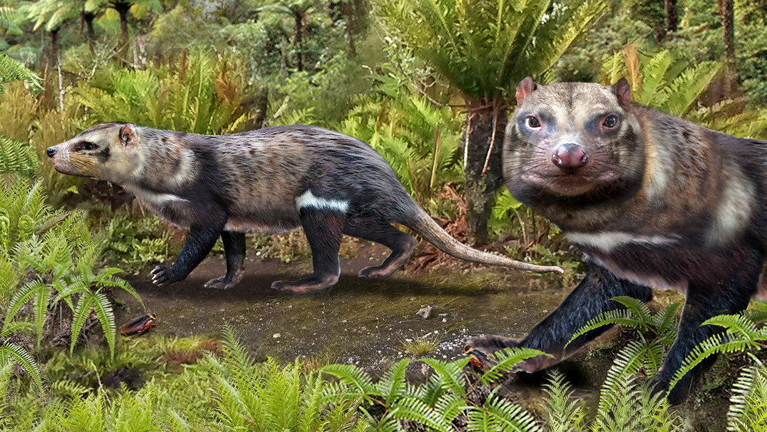 Científicos desentierran a "la bestia de cinco dientes", un antiguo mamífero que caminó entre los dinosaurios