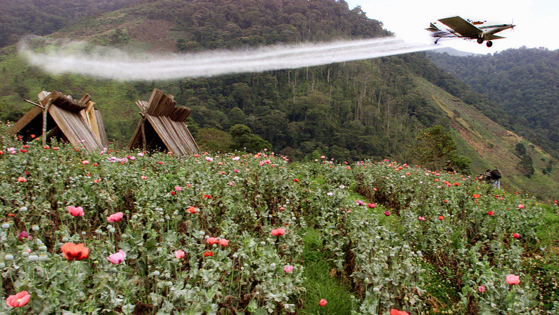 El polémico decreto que abre las puertas en Colombia a la fumigación de cultivos de coca con un herbicida cancerígeno