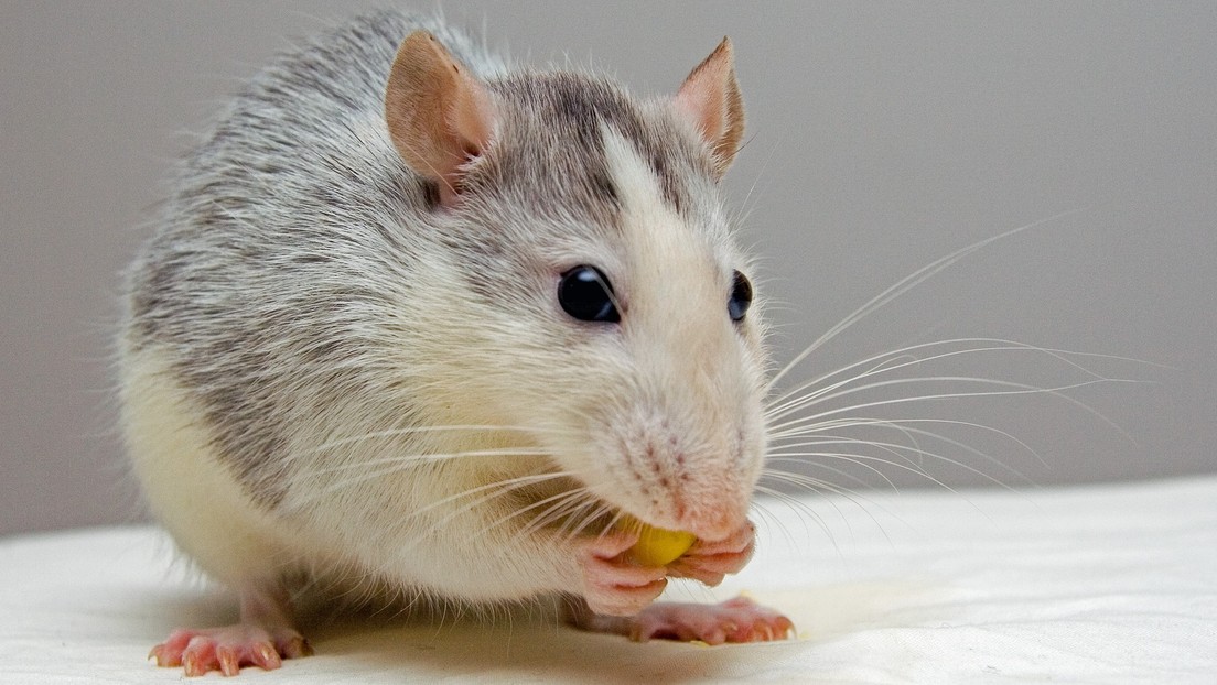 Sin dietas ni efectos adversos: Un fármaco para tratar enfermedades cardiacas en humanos combate la obesidad en ratones