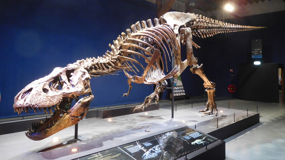 Un modelo biomecánico muestra que el 'Tyrannosaurus rex' era igual de 'lento' que un humano