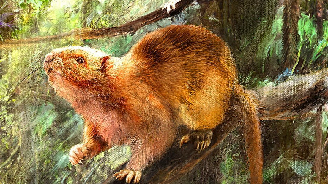 Descubren tres nuevas especies de ratas gigantes "muy lindas" que habrían formado parte de la dieta humana hasta hace unos 2.000 años