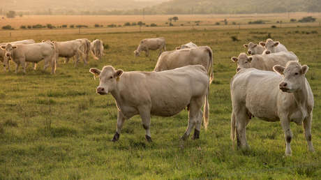 Desarrollan un sistema con inteligencia artificial capaz de detectar los estados emocionales en animales de granja analizando sus rostros