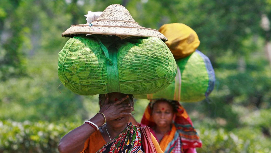 La pandemia de covid-19 y la fuerte sequía hacen peligrar la cosecha de té en la India