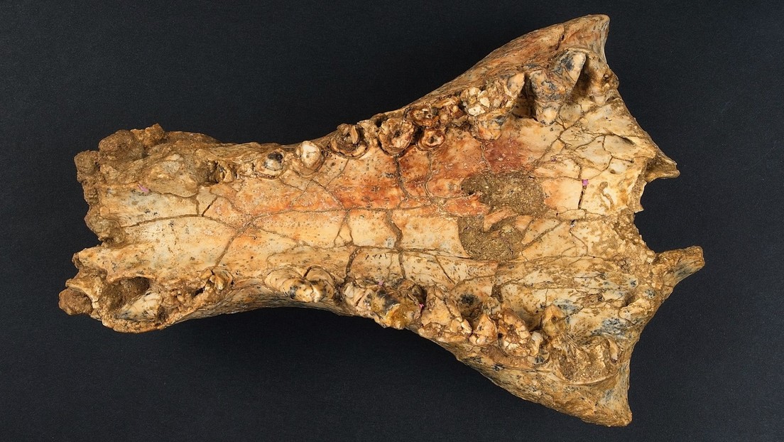 Descubren en Australia una nueva especie de cocodrilo de gran tamaño que habría vivido hace 25 millones de años