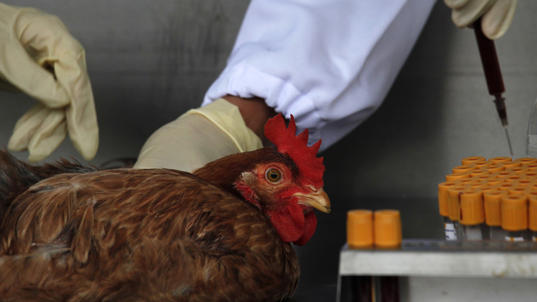 China registra el primer caso mundial de gripe aviar H10N3 en humanos
