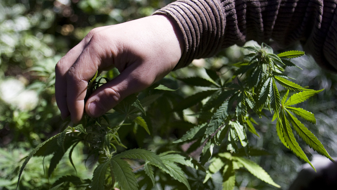 Argentina busca ser líder regional en la producción de cannabis con fines medicinales e industriales