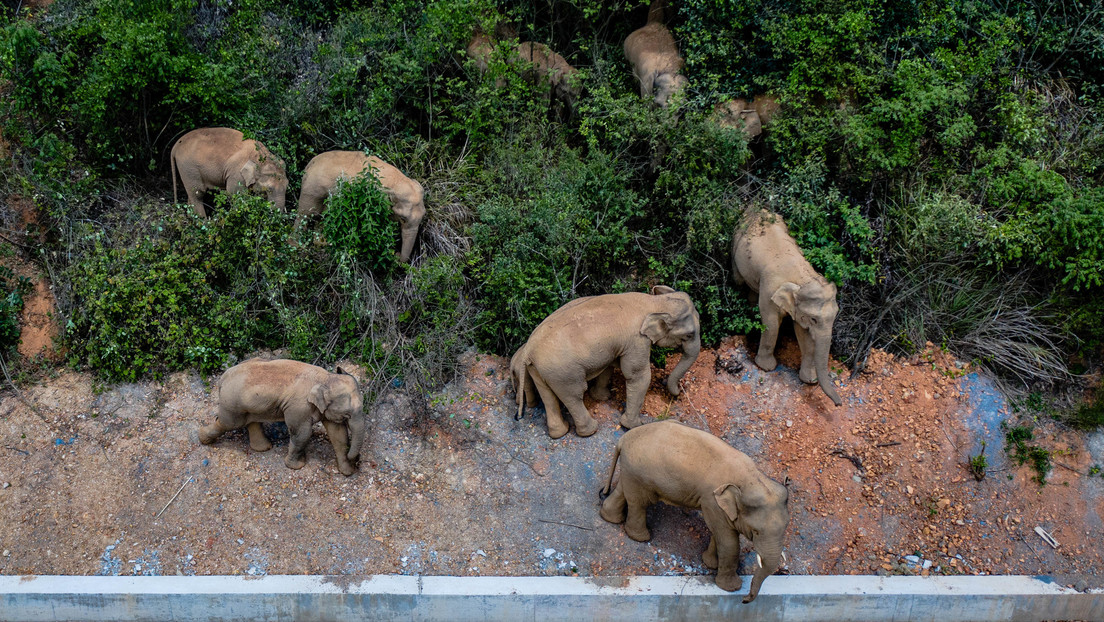 Drones, 600 personas y 103 vehículos: el descomunal operativo en China para lidiar con una imparable manada de elefantes