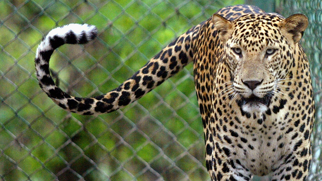 Una niña muere tras ser mutilada por un leopardo en la fiesta de cumpleaños de su hermano en la India