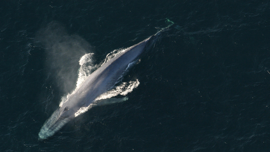 Descubren una nueva población de ballenas azules pigmeas gracias a detectores de bombas nucleares