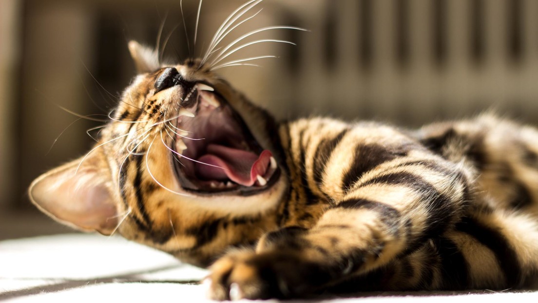 "¿Es su nombre Mike Tyson?": Un gato boxeador conquista con su talento a millones de usuarios de TikTok