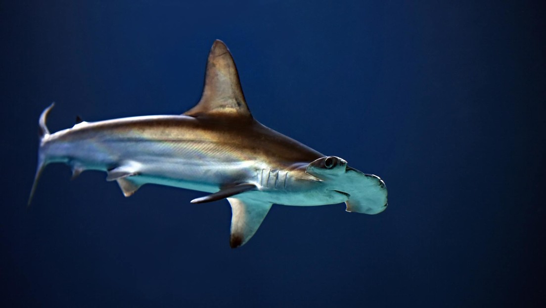 VIDEO: Tiburones martillo se mezclan con bañistas en una playa de Florida
