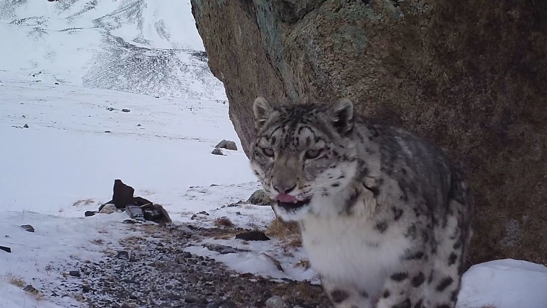 VIDEO: Momento en el que un leopardo de las nieves intenta comerse una cámara oculta en Rusia