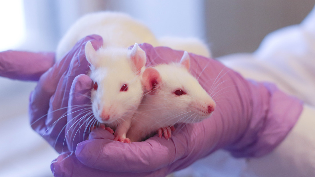 Experimento científico logra que ratas macho queden preñadas y den a luz a crías sanas