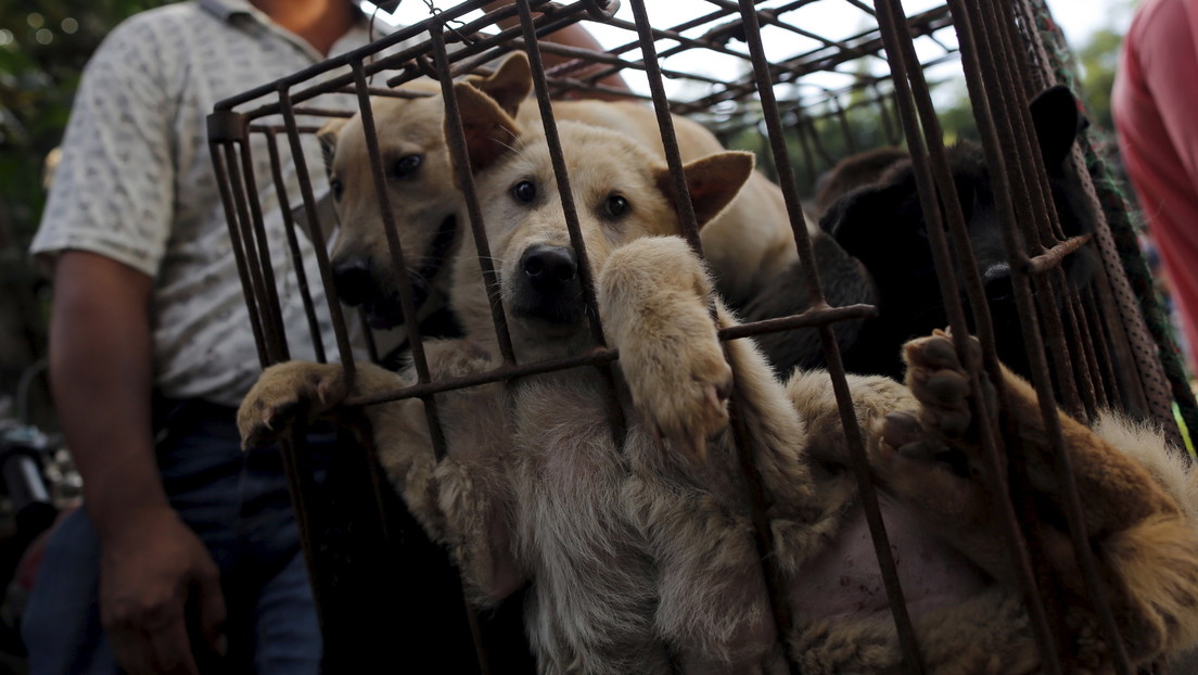Comienza en China el polémico festival de la carne de perro de Yulin
